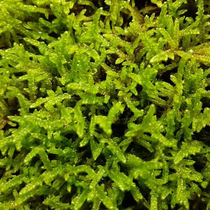 ★継足品★10個セット◎ハイ苔5年物◎造園苔玉★厚2〜3/長47幅32