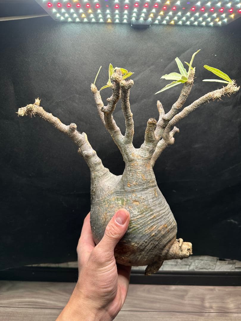 【パキポディウム_グラキリス】グラキリス 現地球 超特大サイズ 32