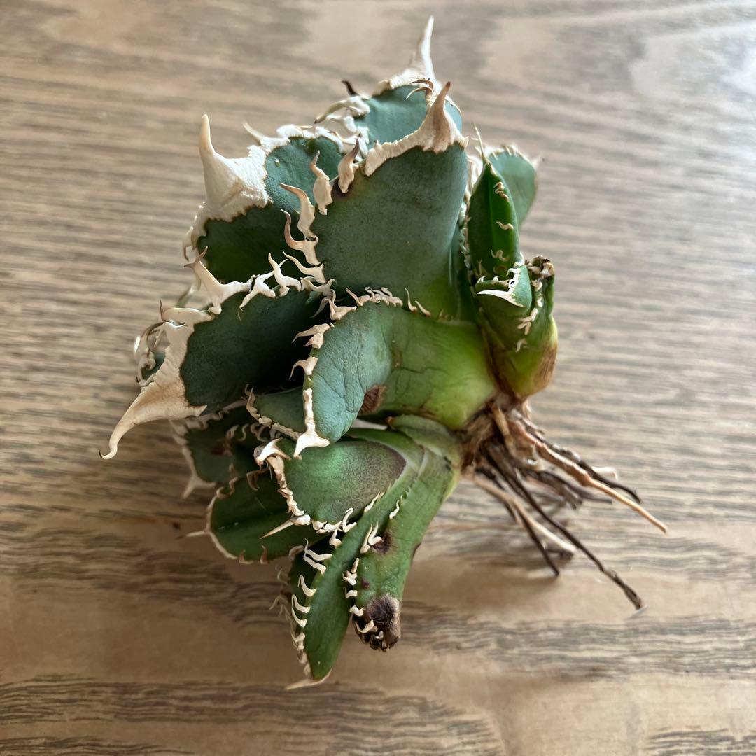 Y*i様 【初売りオークション】59 特選　子株2株付き　アガベ　チタノタ　白豪