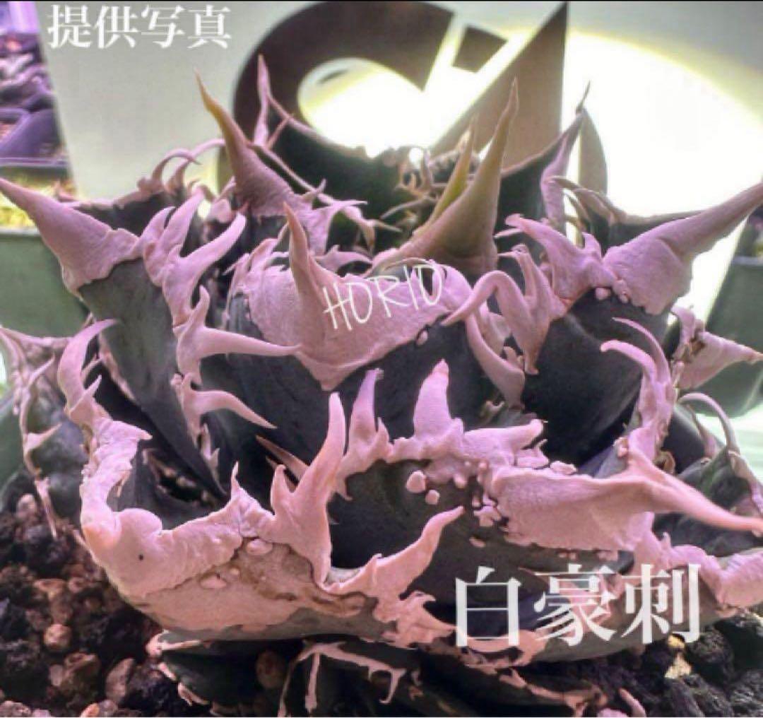 Y*i様 【初売りオークション】59 特選　子株2株付き　アガベ　チタノタ　白豪