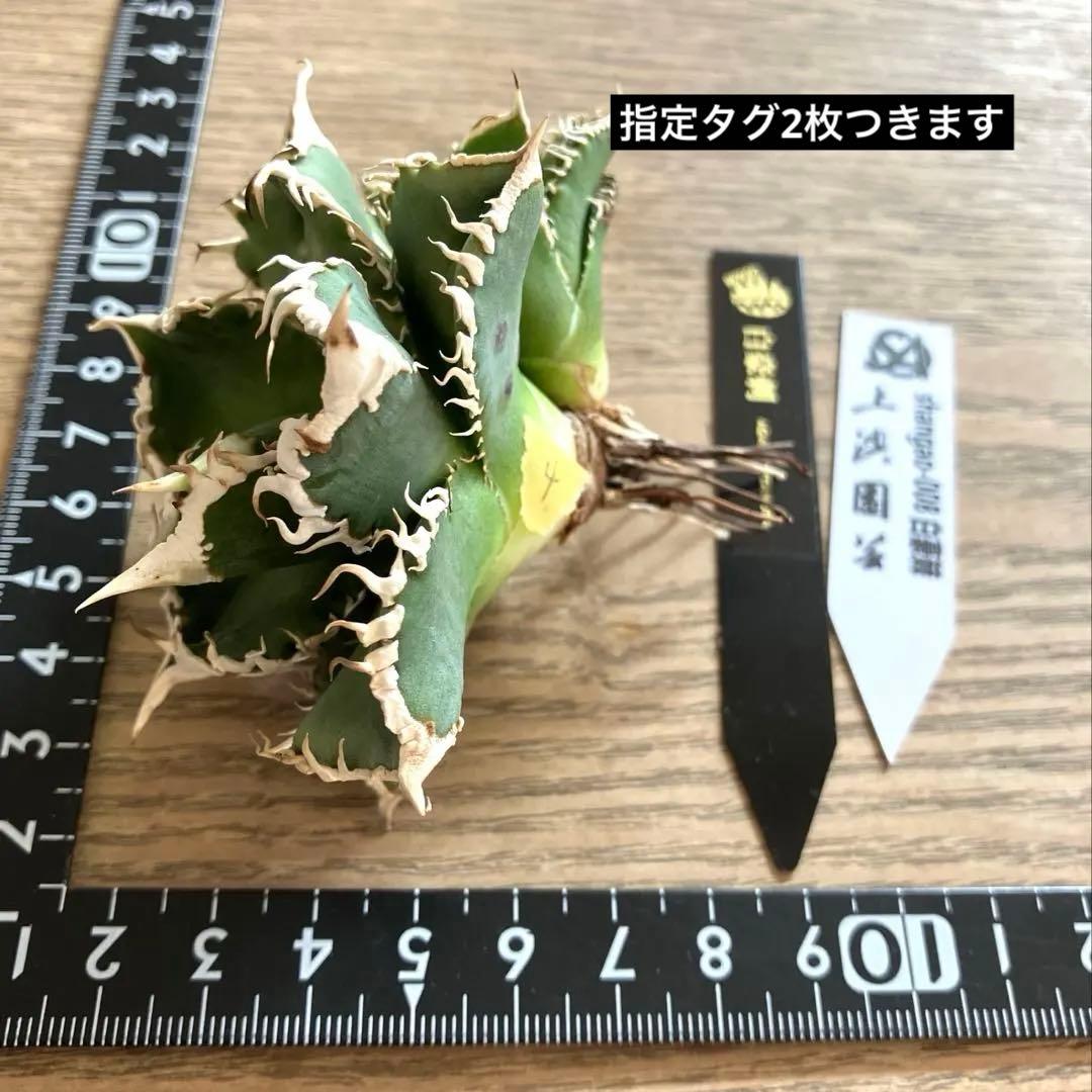 Y*i様 【初売りオークション】59 特選　子株2株付き　アガベ　チタノタ　白豪