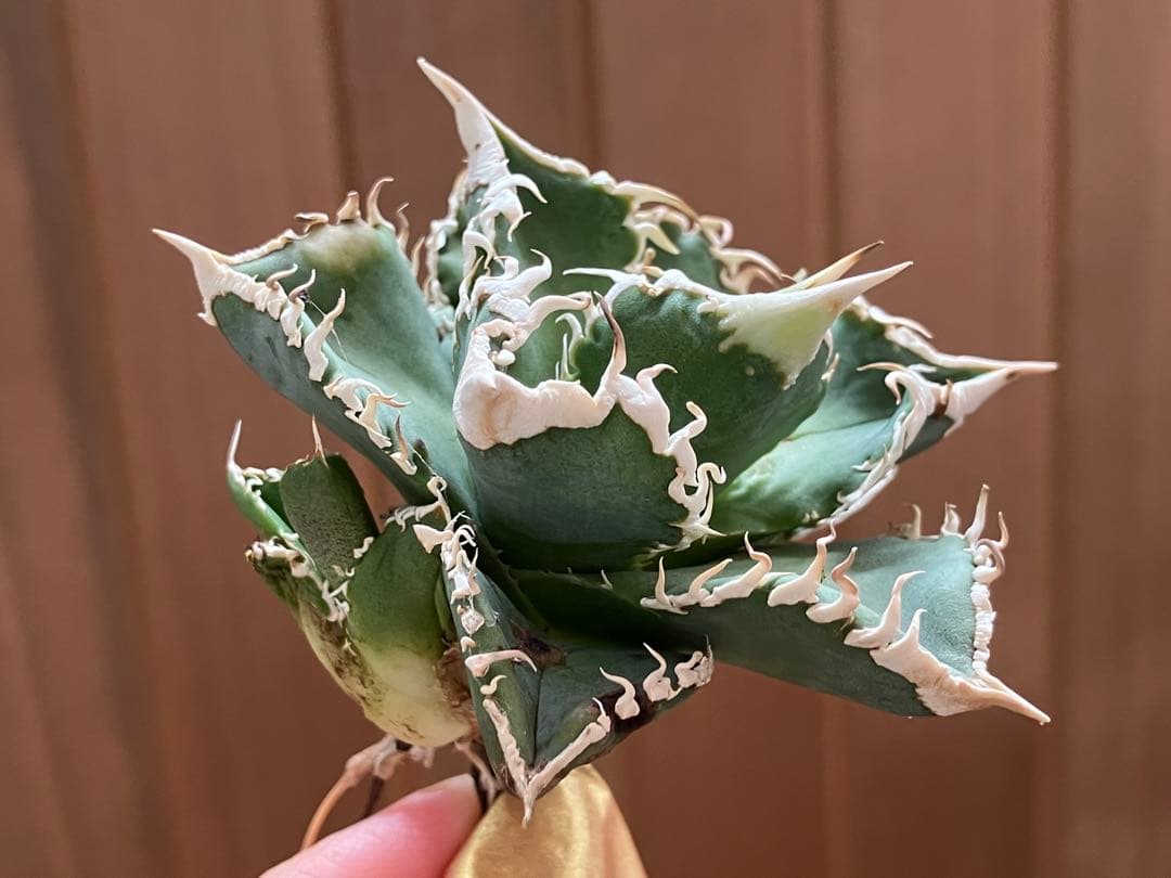 Y*i様 【初売りオークション】59 特選　子株2株付き　アガベ　チタノタ　白豪