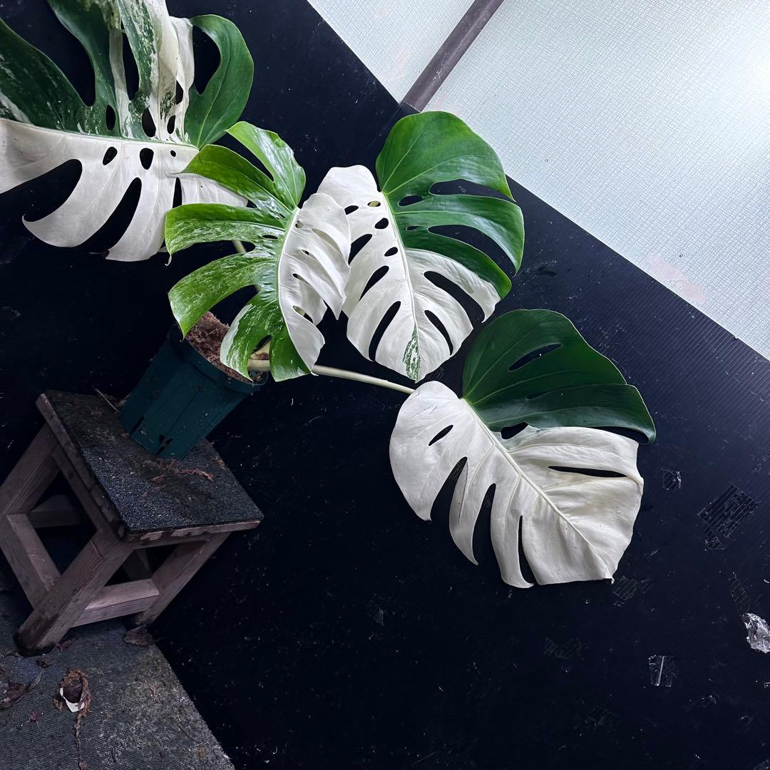 H*e様 モンステラ斑入りハーフムーンホワイトタイガー極美斑入り　　 72cm