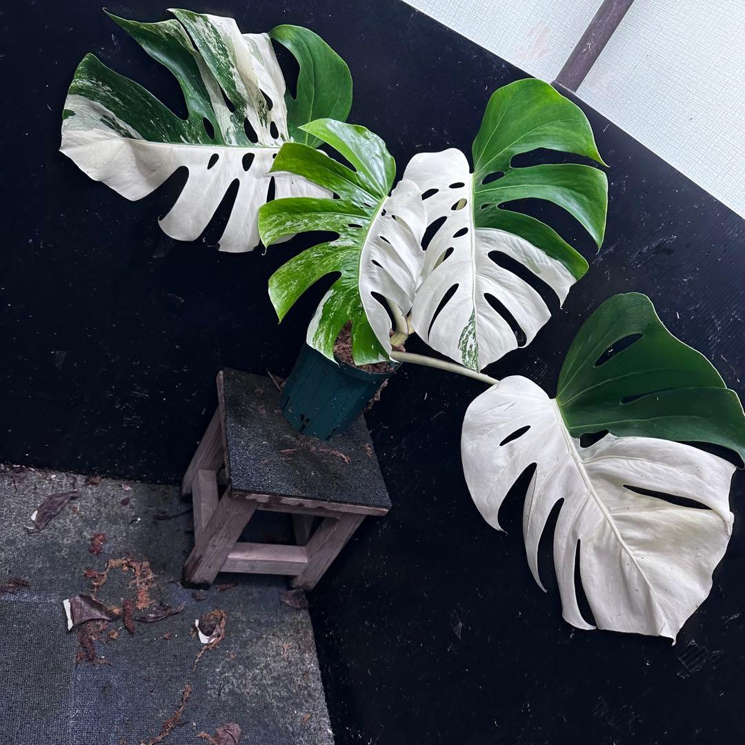 H*e様 モンステラ斑入りハーフムーンホワイトタイガー極美斑入り　　 72cm