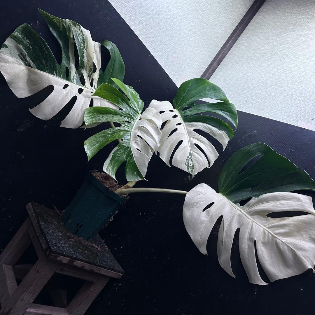 H*e様 モンステラ斑入りハーフムーンホワイトタイガー極美斑入り　　 72cm