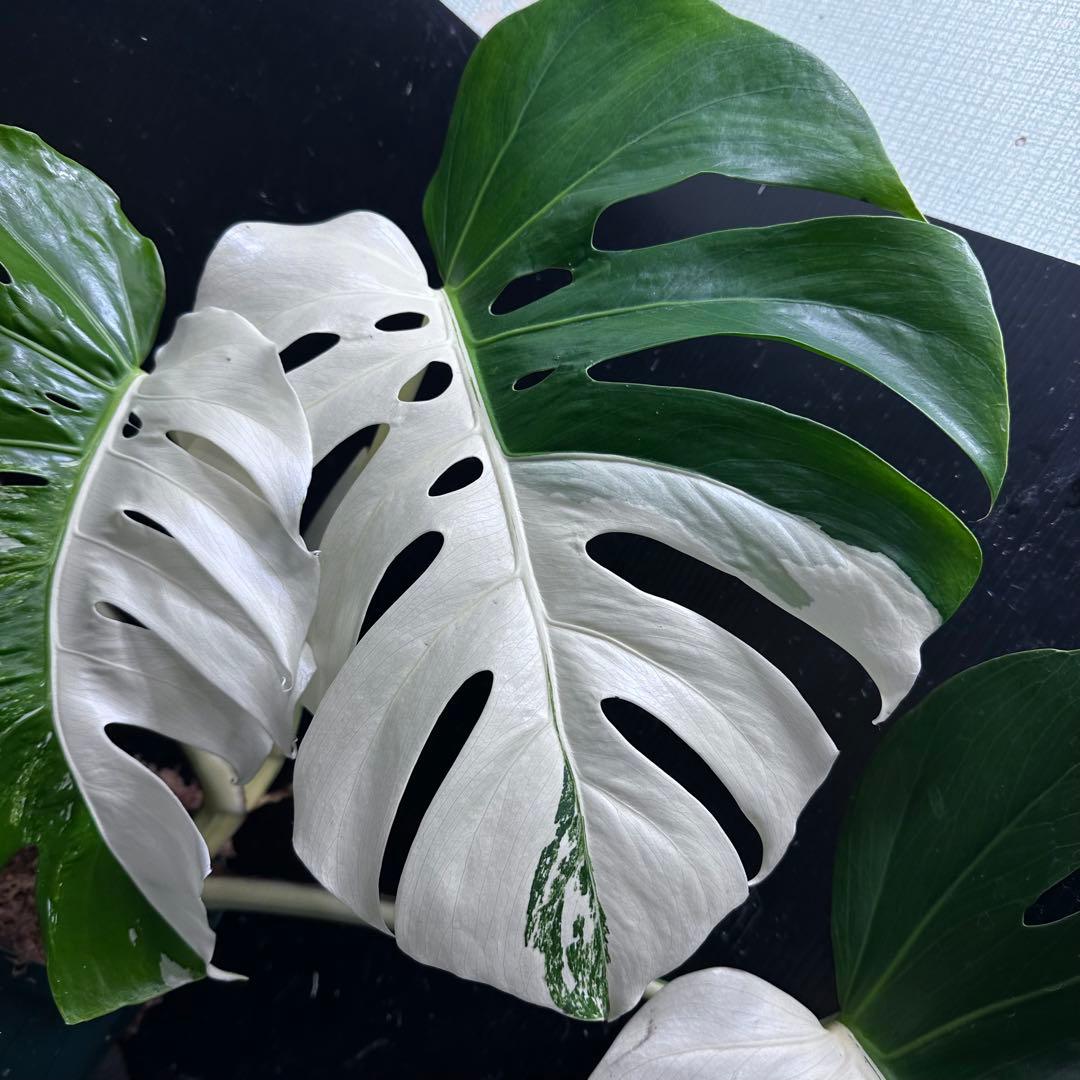H*e様 モンステラ斑入りハーフムーンホワイトタイガー極美斑入り　　 72cm