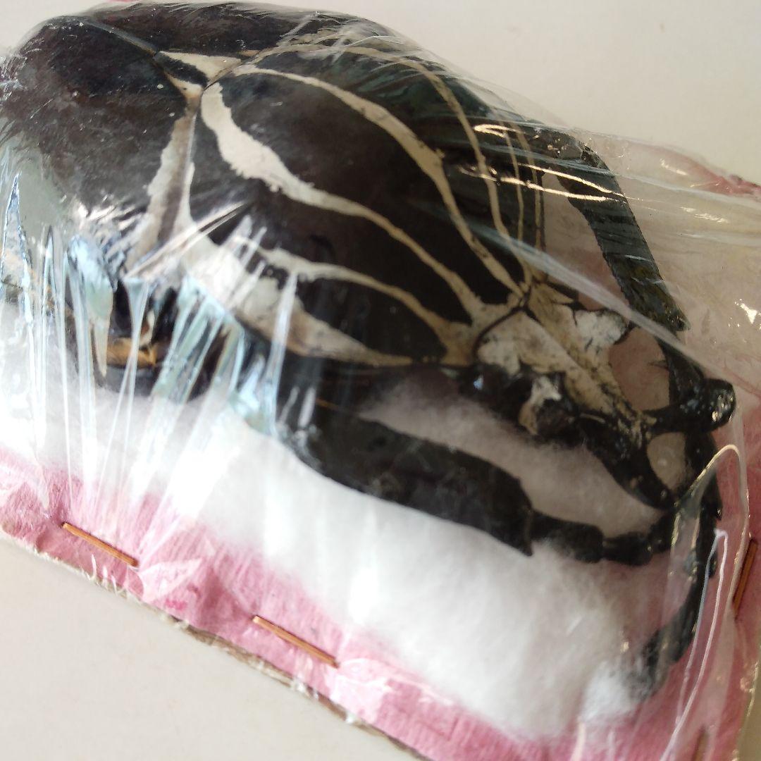 ゴライアスオオツノハナムグリ　昆虫標本　剥製