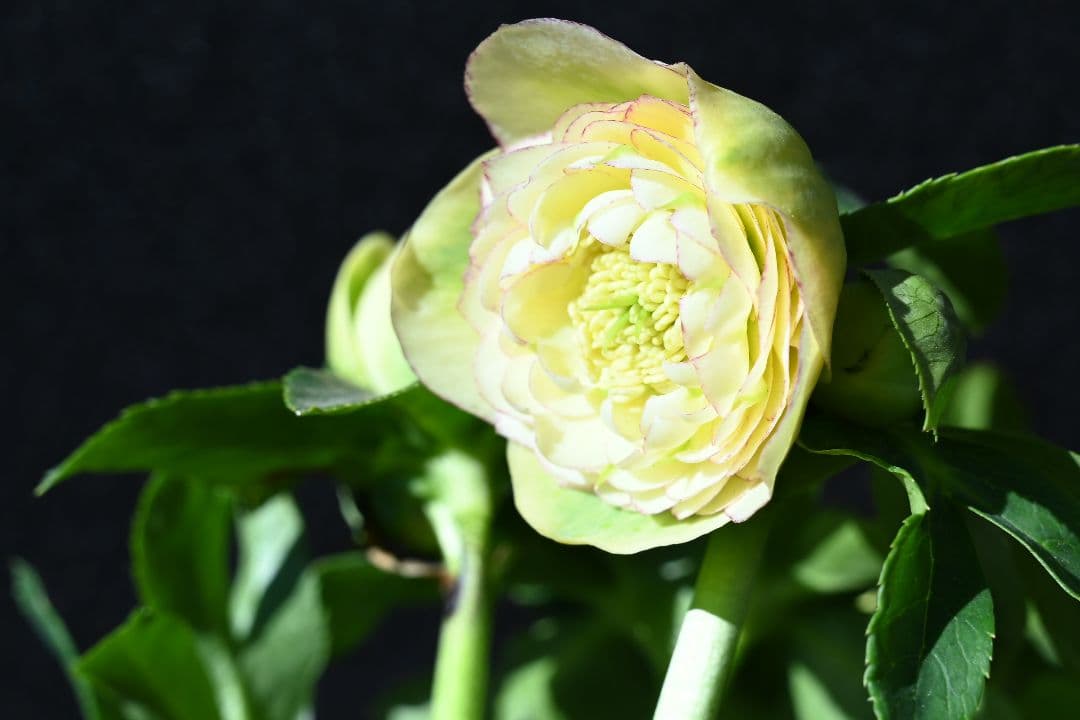 クリスマスローズ　認定アフロディーテ　加藤農園