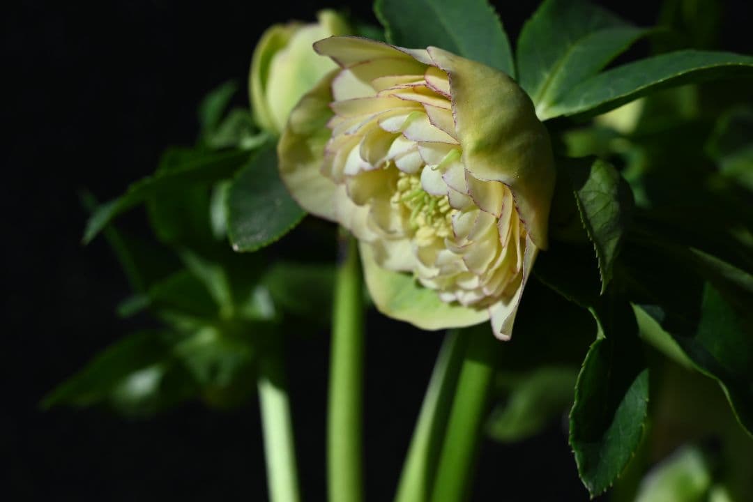 クリスマスローズ　認定アフロディーテ　加藤農園