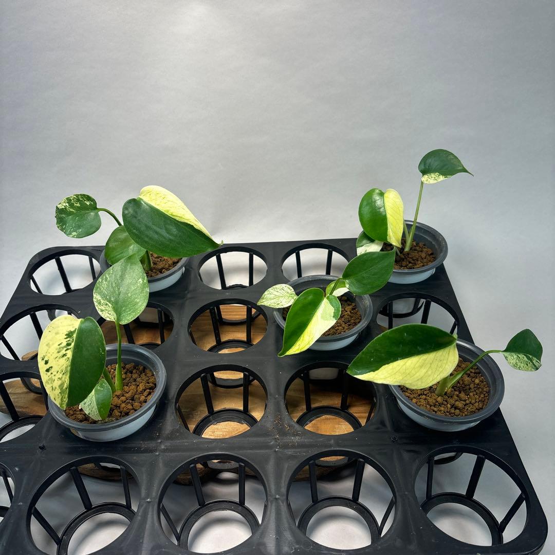 S*T様 5株セットms21【特別選抜】ホワイトモンスター／天津蘭 モンステラ斑