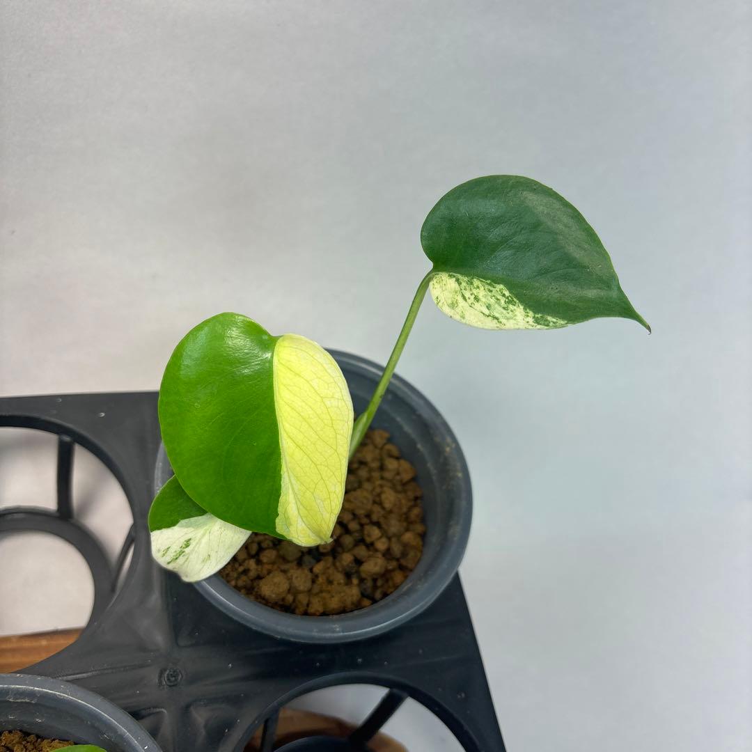 S*T様 5株セットms21【特別選抜】ホワイトモンスター／天津蘭 モンステラ斑