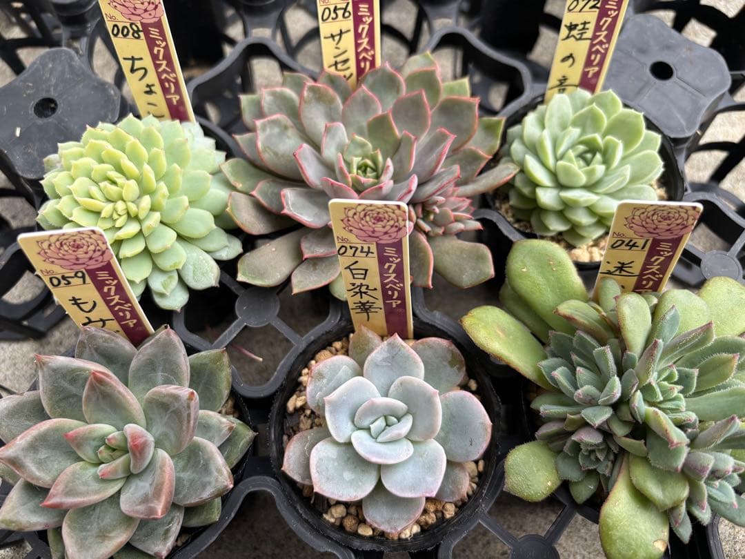 ミックスベリア 6種類 札付き②(1月6日撮影)