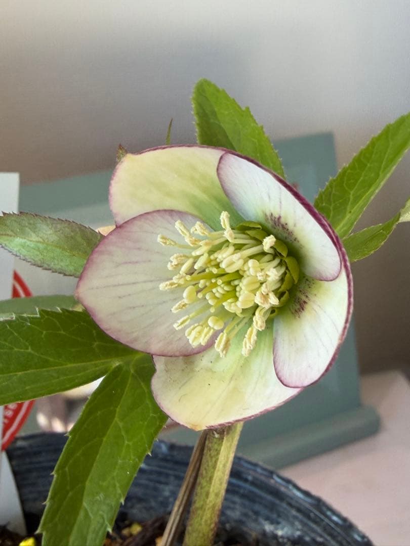 【横山園芸】クリスマスローズ ベビードール（プチドール）《1/10》ピコティ