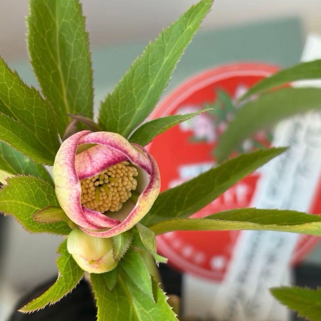 【横山園芸】クリスマスローズ ベビードール（プチドール）《1/10》ピコティ