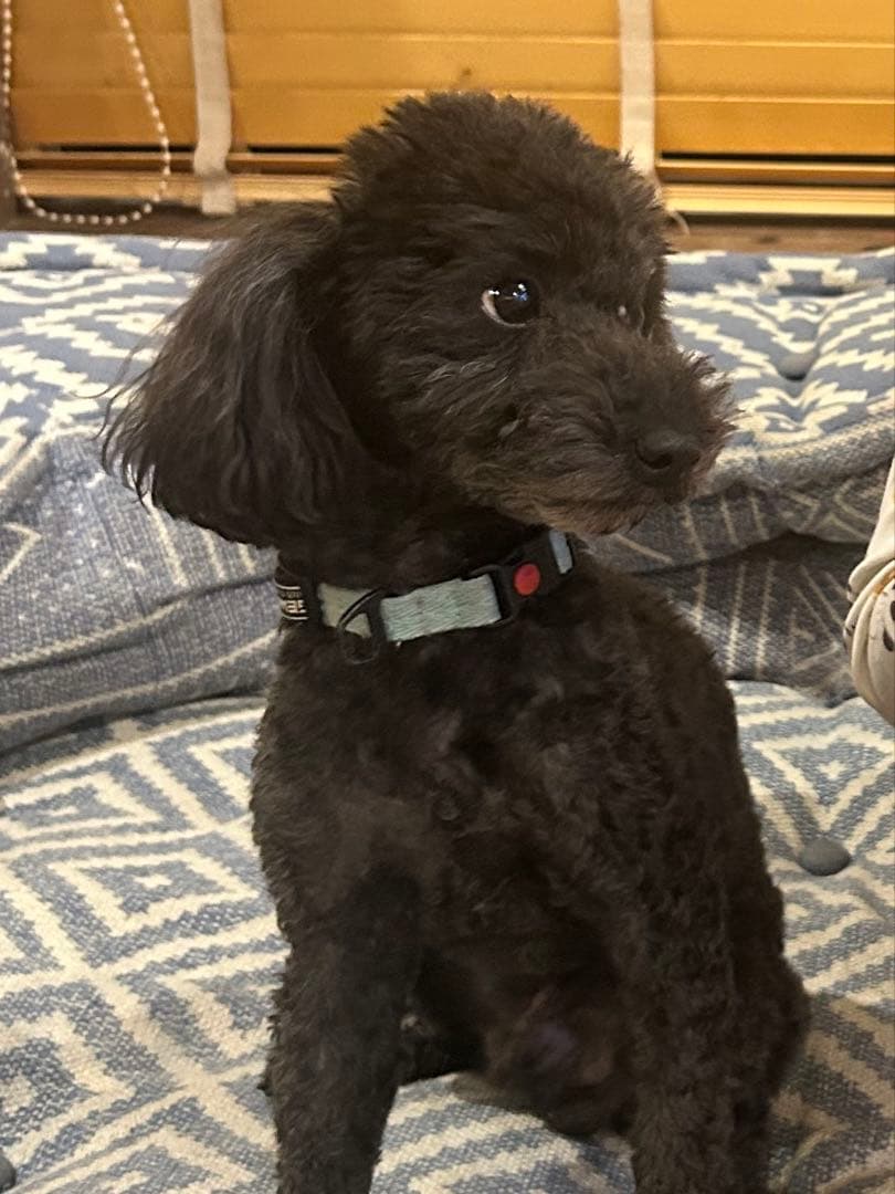 Dyson hot and cool ダイソン　空気清浄機