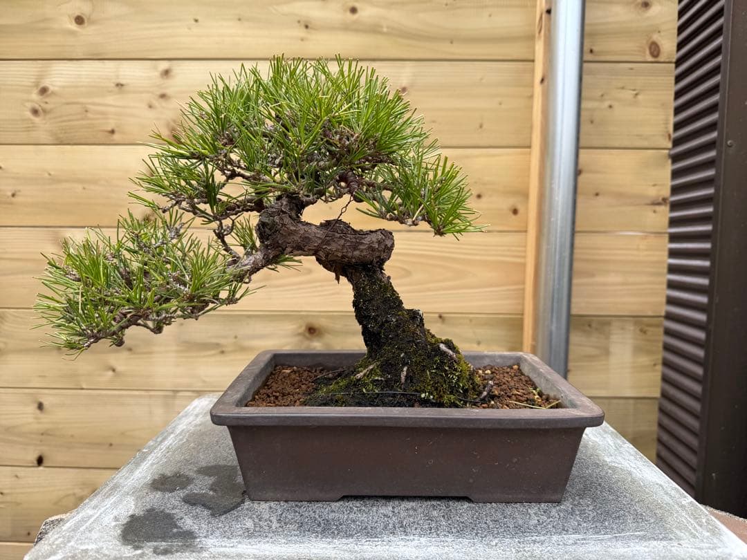 7*R様 【樹高24cm】黒松 盆栽