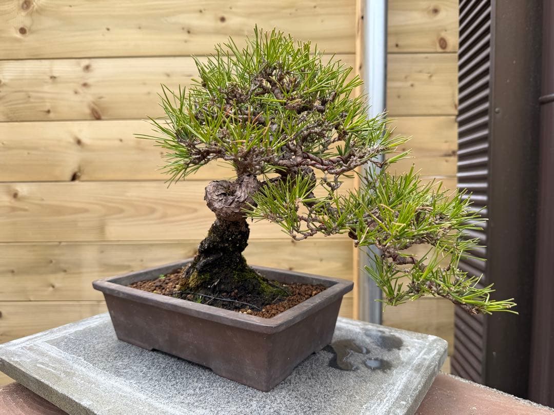 7*R様 【樹高24cm】黒松 盆栽