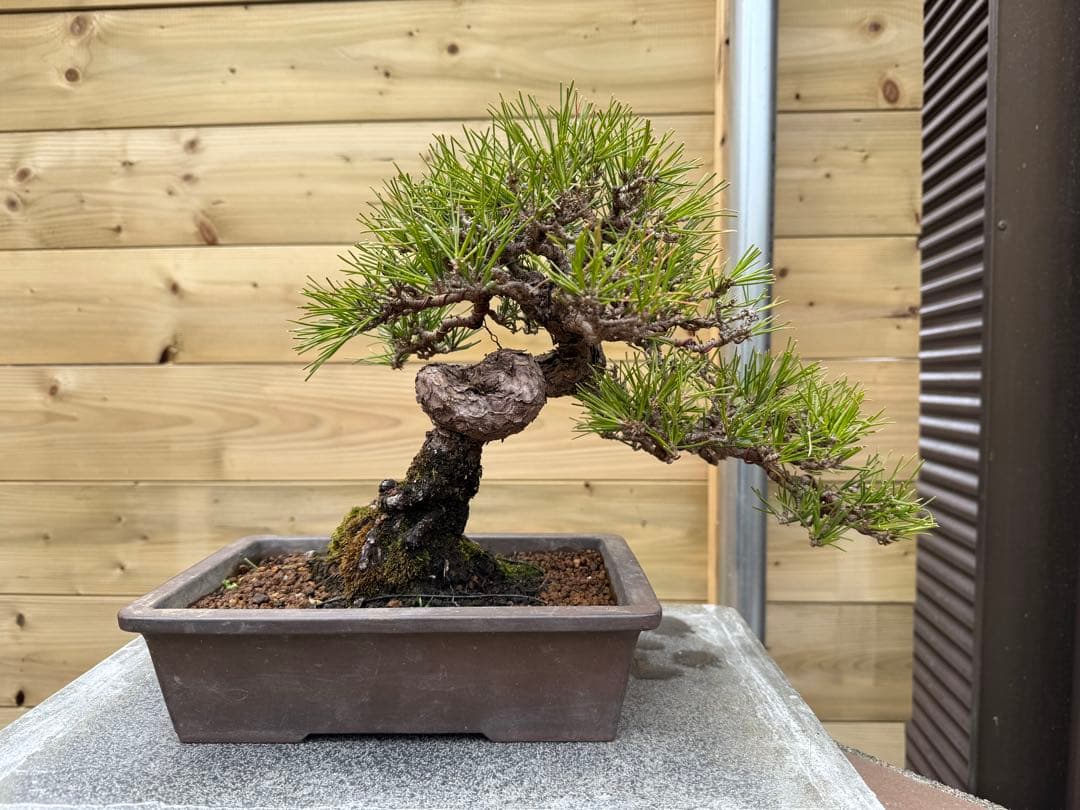 7*R様 【樹高24cm】黒松 盆栽