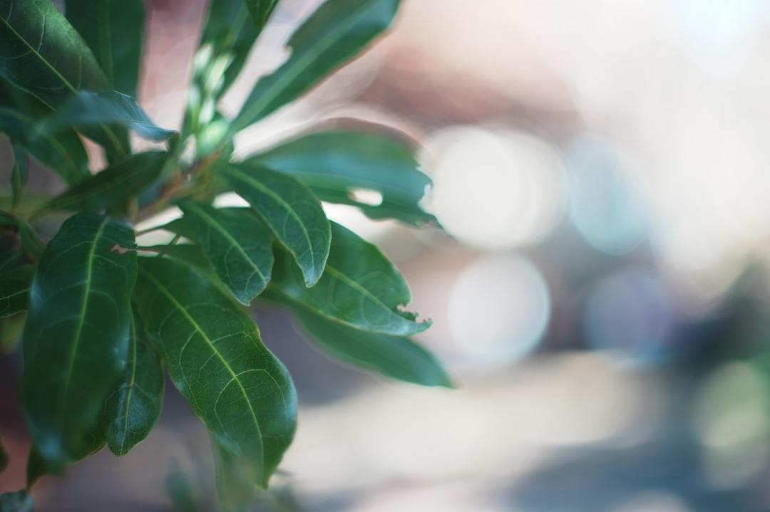 希少【 富岡光学】RICOH XR RIKENON 50mm F1.4 827