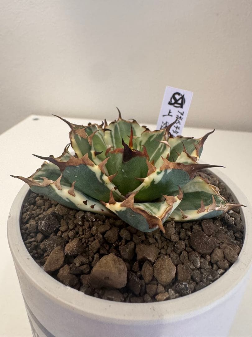 アガベ　チタノタ　姫厳竜錦　コレクション株　最終価格