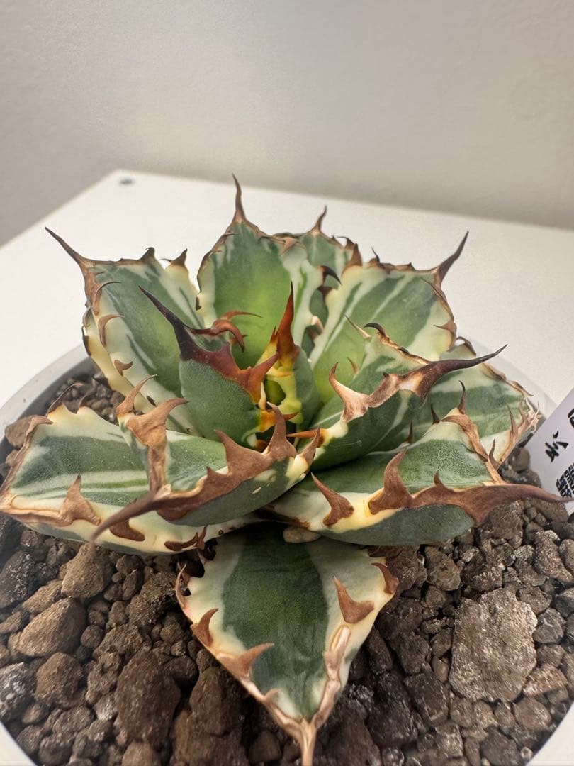 アガベ　チタノタ　姫厳竜錦　コレクション株　最終価格