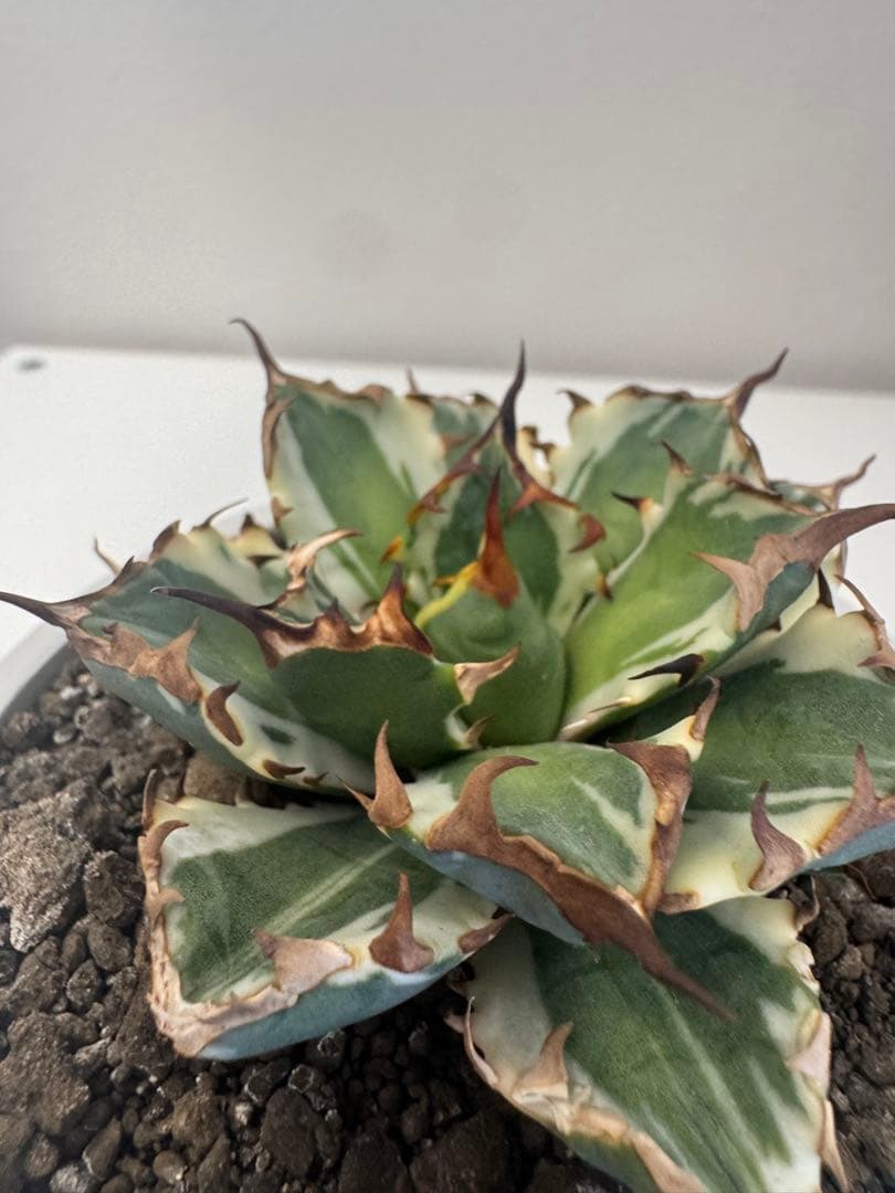 アガベ　チタノタ　姫厳竜錦　コレクション株　最終価格