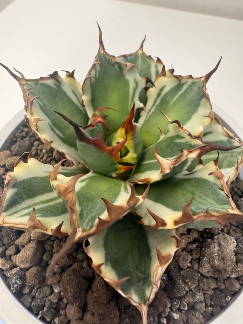 アガベ　チタノタ　姫厳竜錦　コレクション株　最終価格