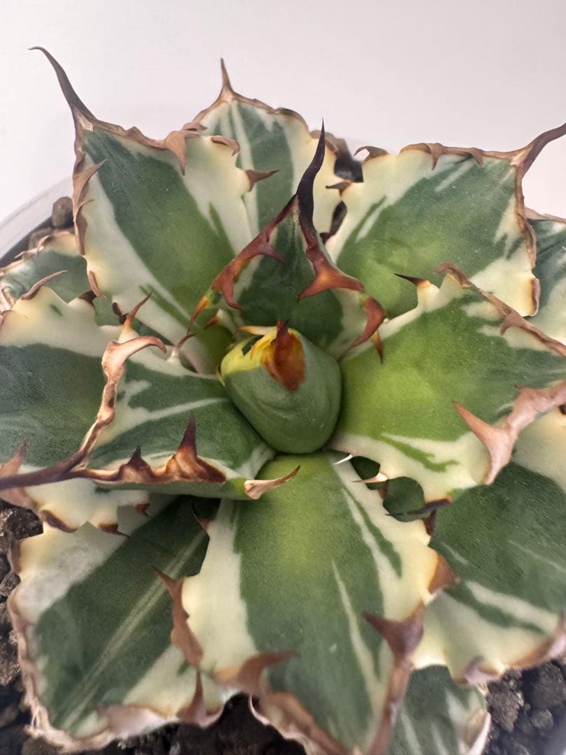 アガベ　チタノタ　姫厳竜錦　コレクション株　最終価格