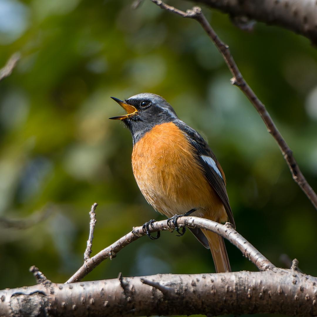 【美品】ニコン　Nikon　デジタル一眼レフカメラ　D500　ボディ