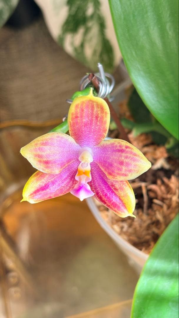 【希少・大株】胡蝶蘭　花茎3本 開花中 つぼみ付き ファレノプシス 原種交配種