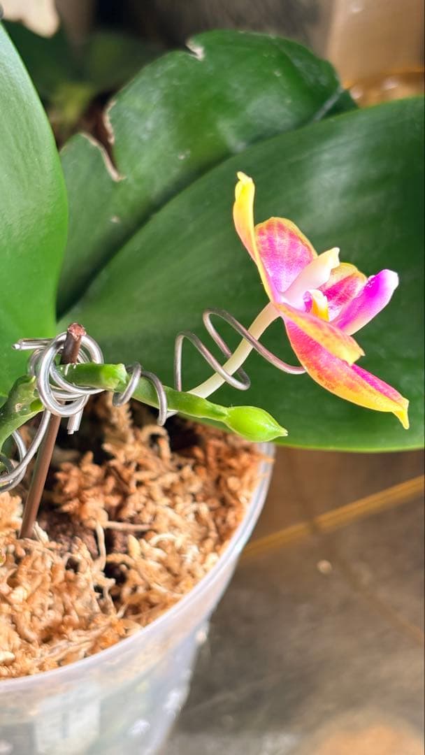 【希少・大株】胡蝶蘭　花茎3本 開花中 つぼみ付き ファレノプシス 原種交配種