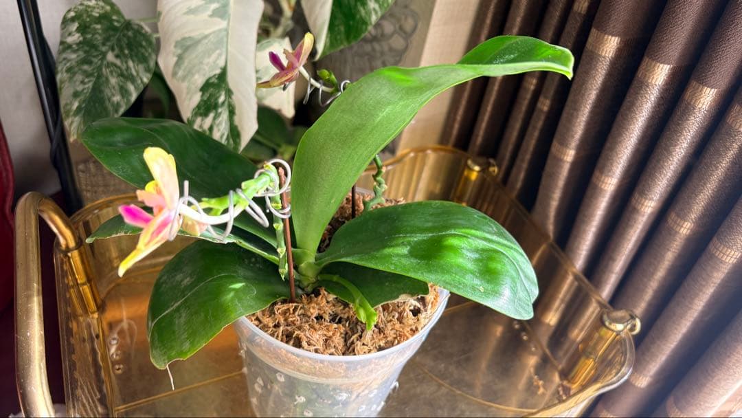 【希少・大株】胡蝶蘭　花茎3本 開花中 つぼみ付き ファレノプシス 原種交配種