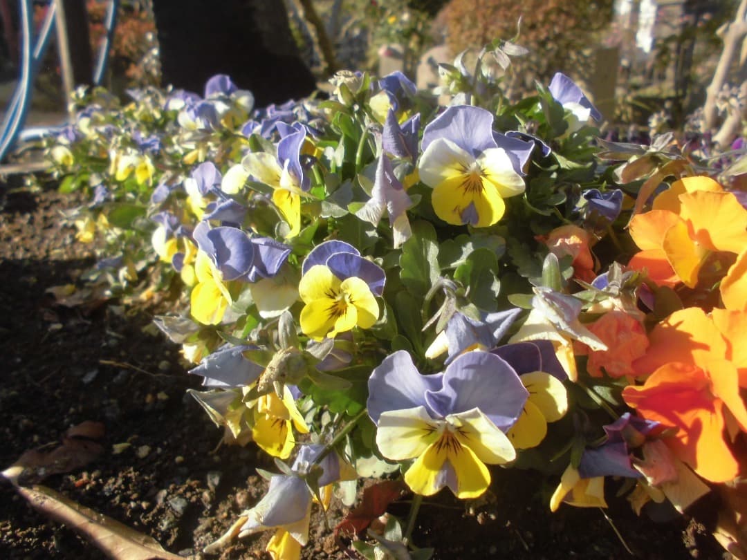 実写美⭕️【動作確認済】CASIO EXILIM EX-ZS29 デジカメ