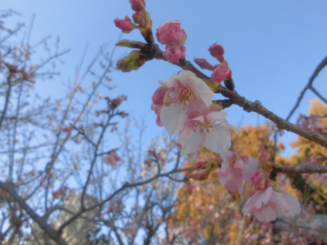 実写美⭕️【動作確認済】CASIO EXILIM EX-ZS29 デジカメ