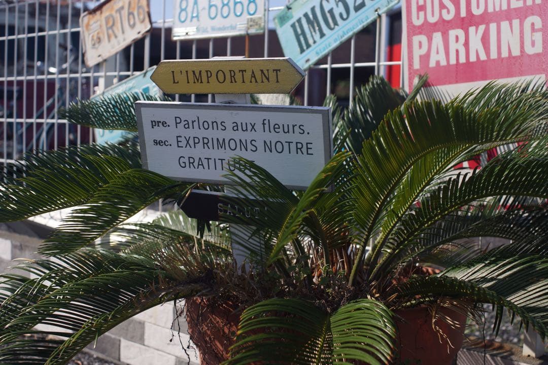 ヤシカ　ML 35mm f2.8 ヤシカコンタックス用　作例あり