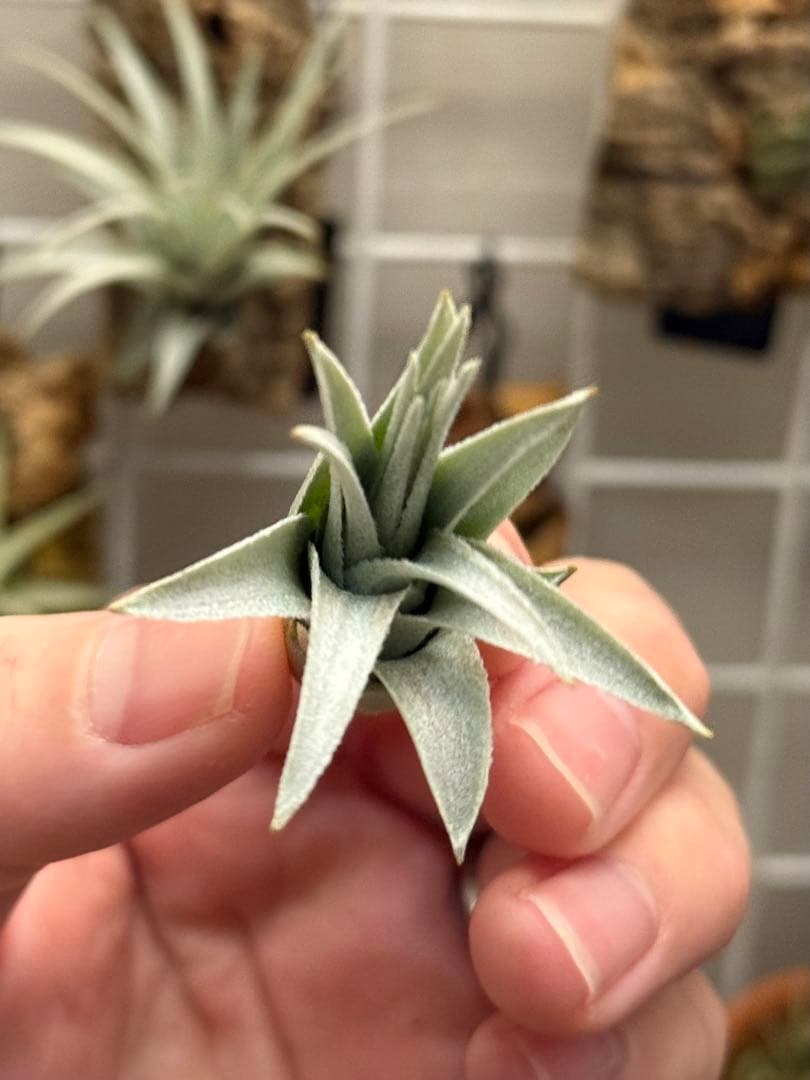 u*a様 Tillandsia gardneri var. rupicola 幅