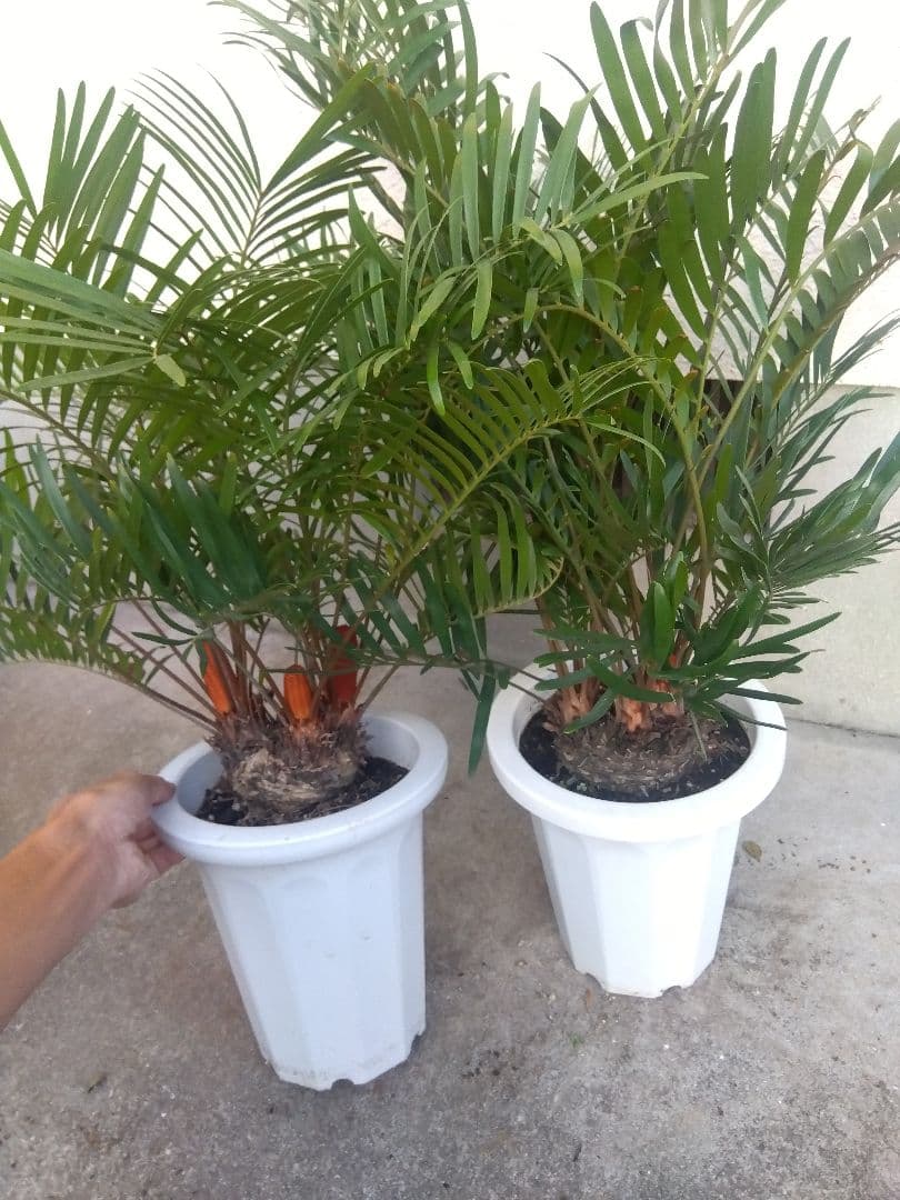 ザミア　フロリダーナ　７号鉢つき　2株セット❗ 3ヘッド&4ヘッド❗破格❗