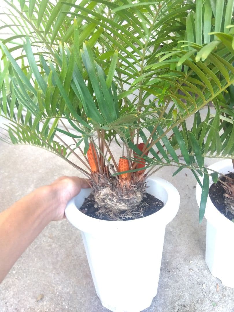 ザミア　フロリダーナ　７号鉢つき　2株セット❗ 3ヘッド&4ヘッド❗破格❗