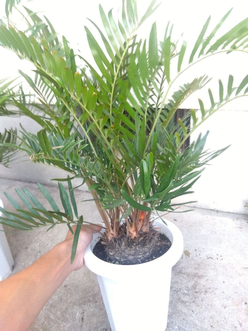 ザミア　フロリダーナ　７号鉢つき　2株セット❗ 3ヘッド&4ヘッド❗破格❗