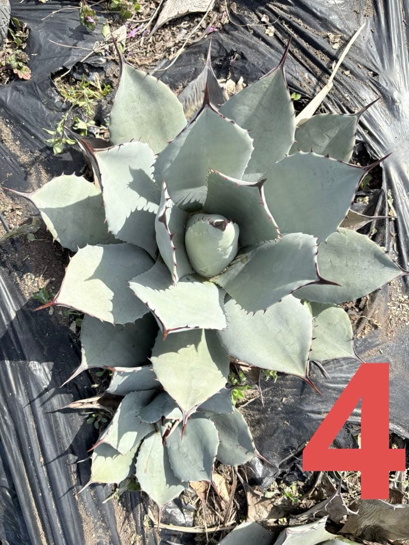 確認用　アガベ　吉祥天