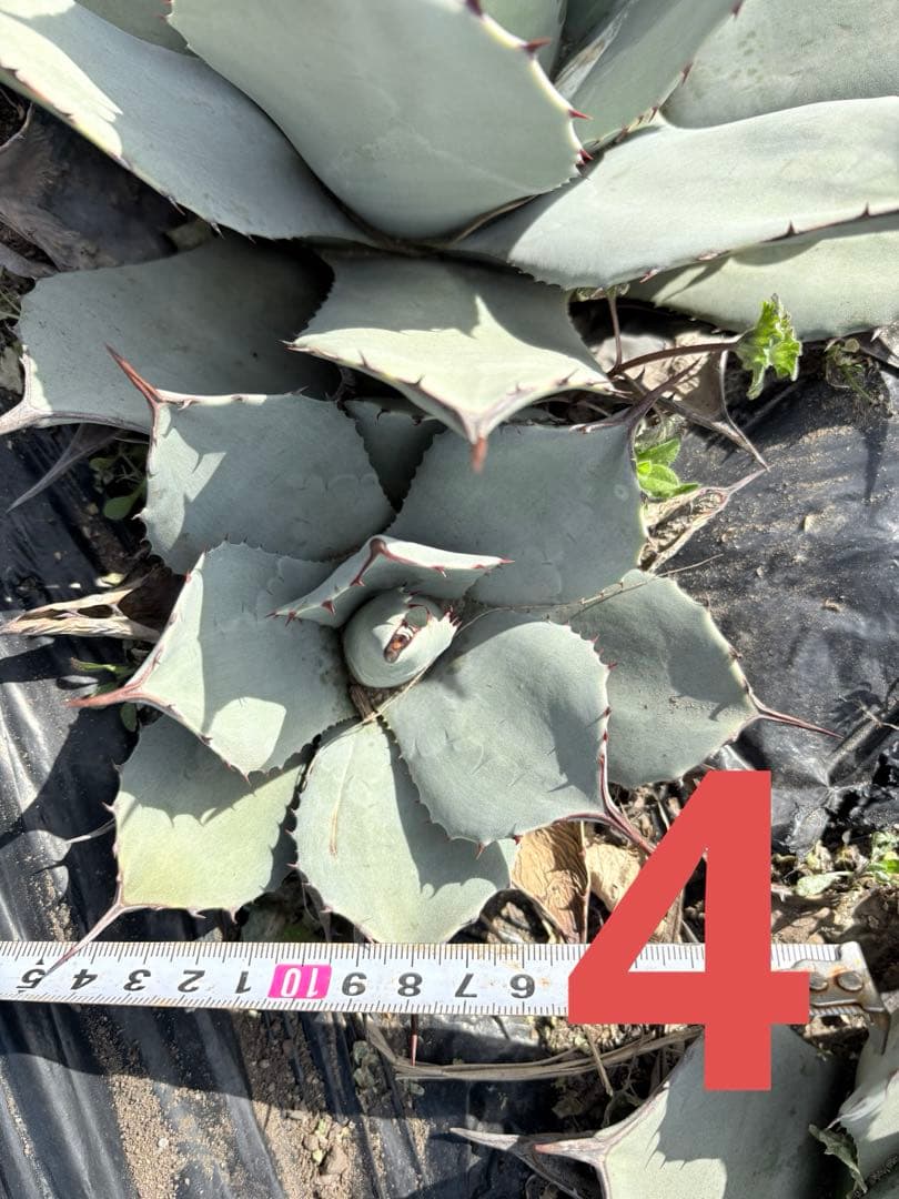 確認用　アガベ　吉祥天