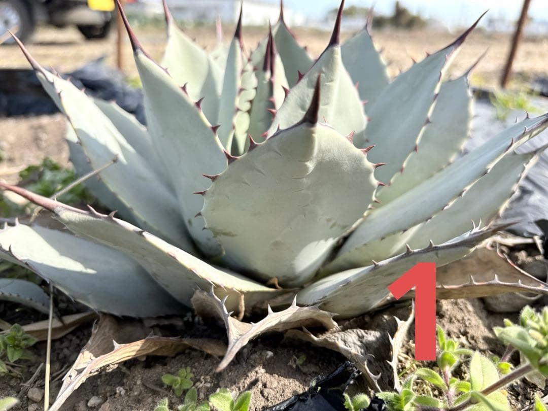 確認用　アガベ　吉祥天