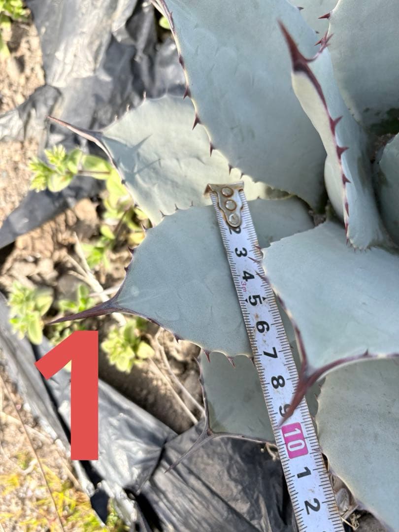 確認用　アガベ　吉祥天