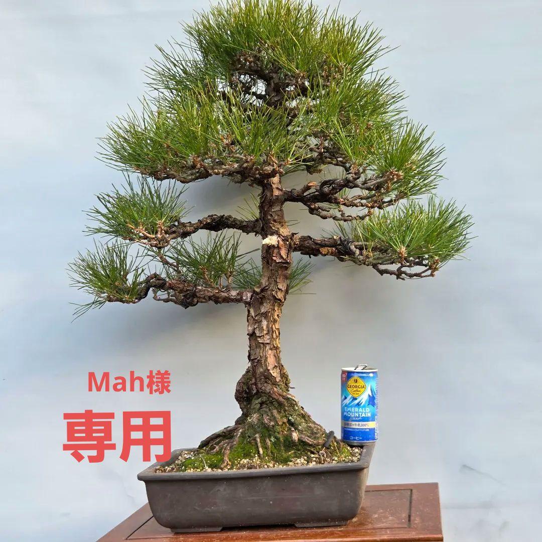 黒松　[模様木]　大品盆栽
