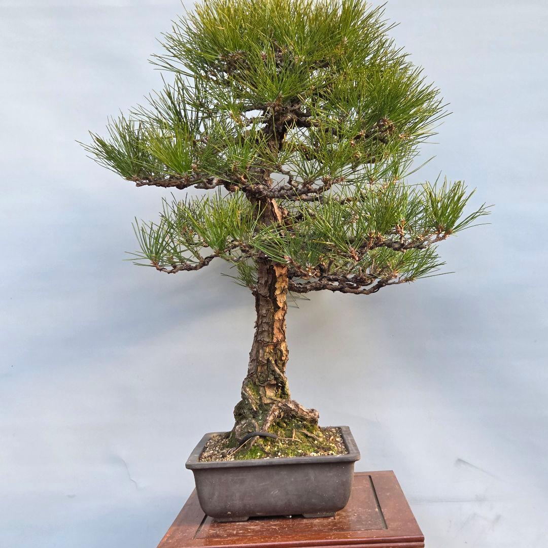 黒松　[模様木]　大品盆栽