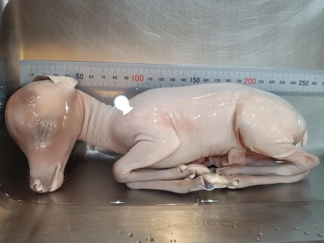 【学術標本】種名ニホンジカ　胎児エタノール浸漬標本（♀）　頭胴長約２４５ｍｍ