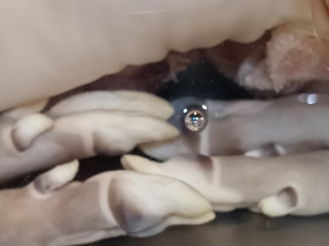 【学術標本】種名ニホンジカ　胎児エタノール浸漬標本（♀）　頭胴長約２４５ｍｍ