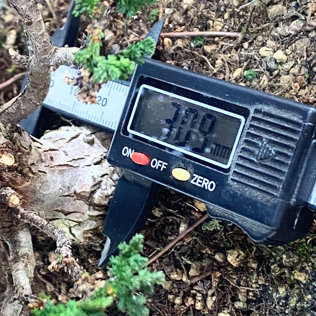 石化桧　小品盆栽　素焼鉢6号