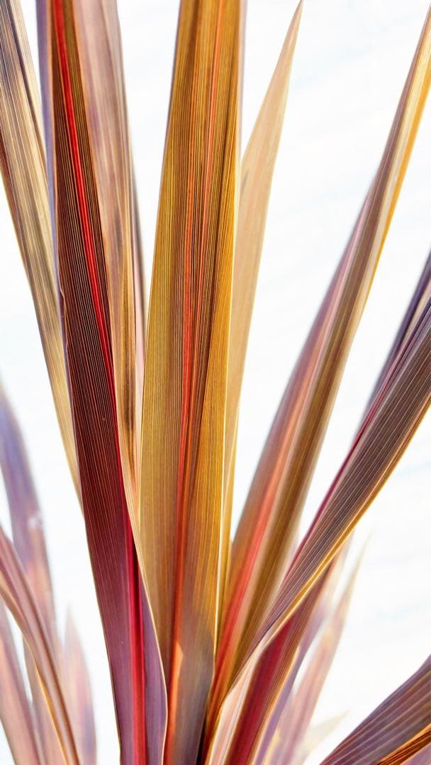 超大株！コルジリネ コーヒークラシック1.6M(鉢底から)品番A☆数量限定セール