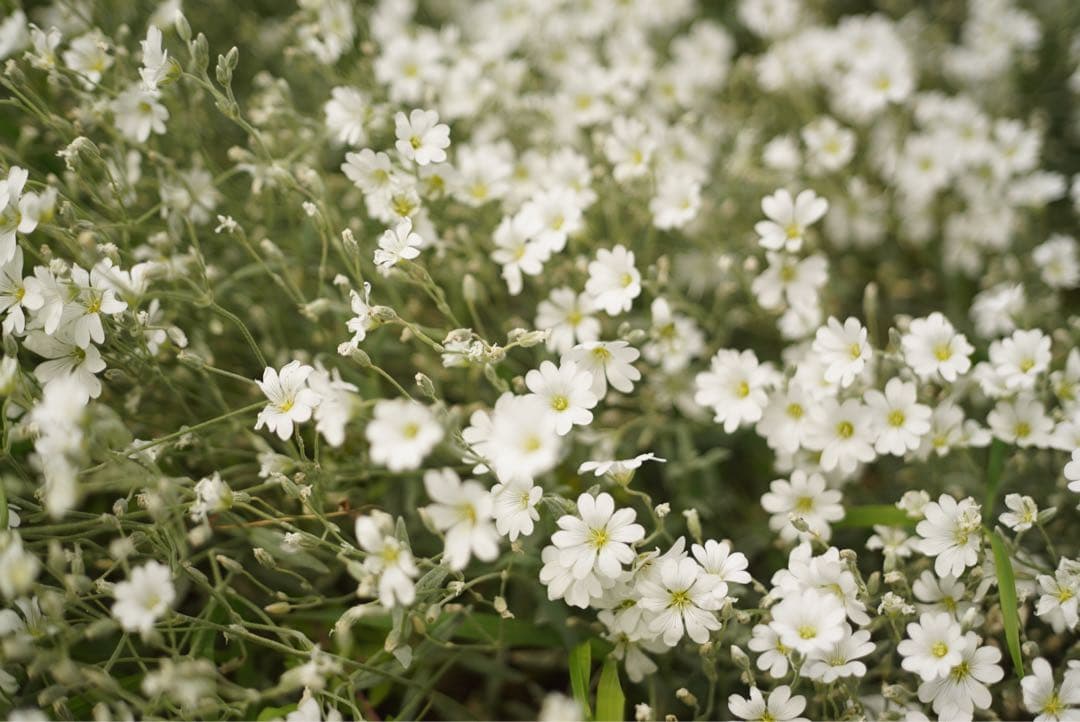 industar-61L/Z MC 50mm F2.8 星ボケレンズ　M42